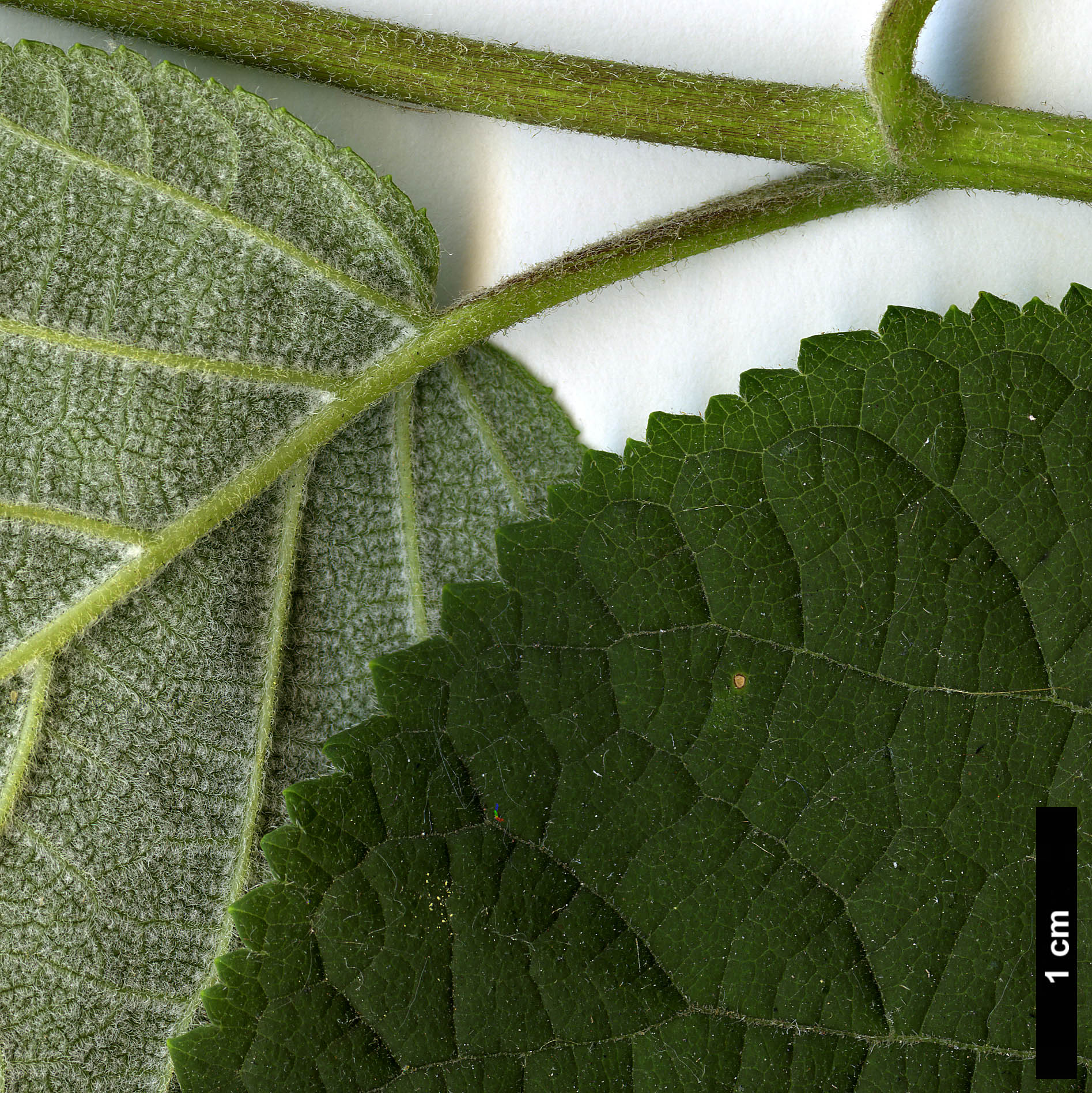 High resolution image: Family: Hydrangeaceae - Genus: Hydrangea - Taxon: arborescens - SpeciesSub: subsp. discolor